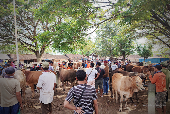 CEK HEWAN: Jelang Iduladha pengecekan intens. (Dokumentasi RDR.BJN)