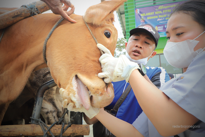 JELANG IDULADHA: Petugas mengecek sapi di pasar hewan antisipasi PMK. (Dokumentasi RDR.BJN)