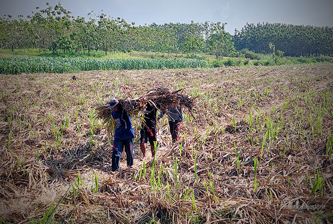 DIJUAL KE LUAR KOTA: Petani tebu di Blora sedang panen, namun memilih dijual ke luar kota, meskipun di Kecamatan Todanan berdiri PT GMM. (Lukman Hakim/RDR.BLORA)
