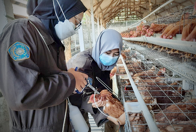 PROFESIONAL: Mahasiswa peserta CoE Kelas Profesional Unggas UMM yang mendapatkan banyak manfaat selama mengikuti proses materi dan magang di perusahaan bergengsi. (Istimewa For RDR.BJN)