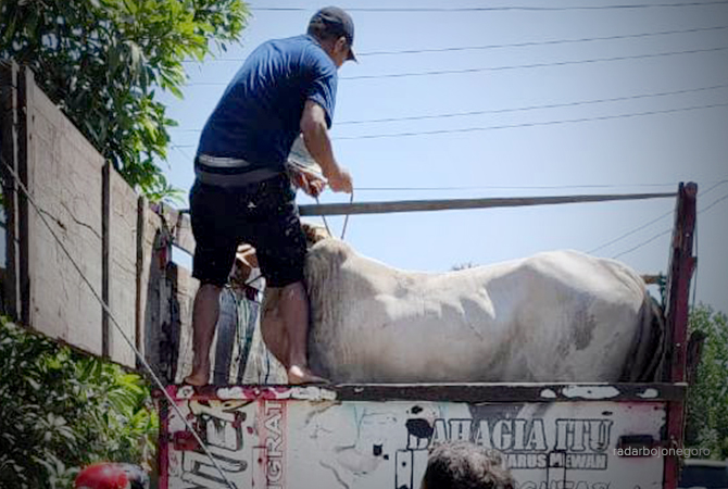 CEGAH PMK: Sapi dimuat truk milik peternak di Desa Palon, Kecamatan Jepon. Sapi  dijual keluar daerah setelah melalaui proses pemeriksaan kesehatan. (Lukman Hakim/RDR.BLORA)
