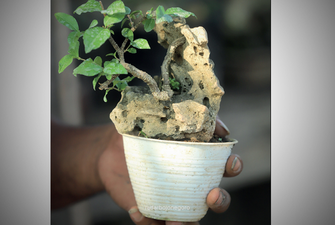 MUNGIL: Bonsai mame ciri khasnya ukuran tinggi hanya 15 sentimeter. (NABIL SORAYA/RDR.BJN)