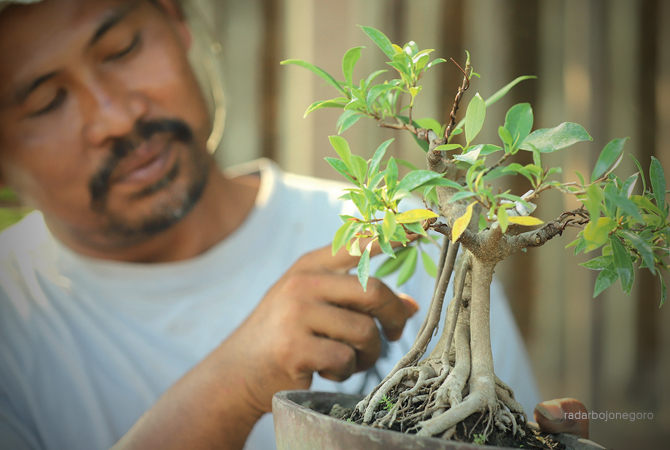 SENI TANAMAN: Totok melihatkan ragam bonsai mame. Pekarangan rumahnya di Kelurahan Sumbang disulap menjadi kebun bonsai. (NABIL SORAYA/RDR.BJN)
