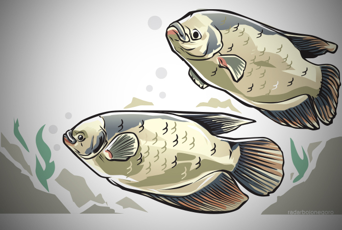 Ilustrasi (Ainur Ochiem/RDR.BJN)