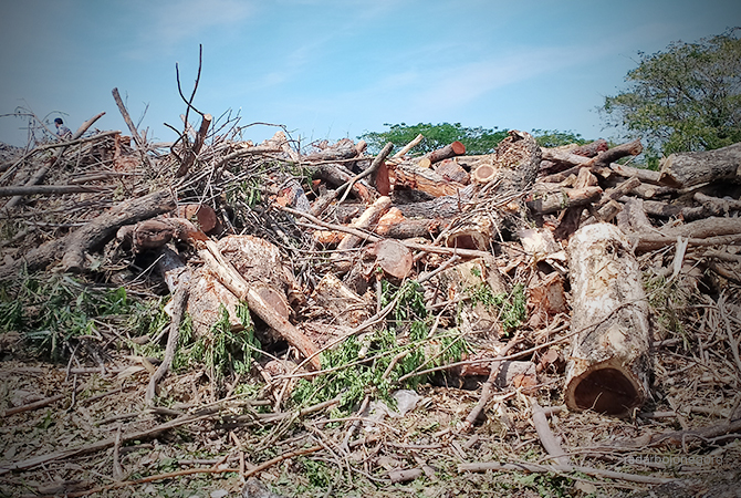 MENGGUNUNG: Tumpukan kayu-kayu pohon peneduh di TPA Banjarsari. Pemkab lelang ulang 1.480 kubik kayu hasil penebangan. (M. NURKOZIM/RDR.BJN)
