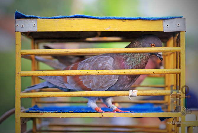 (ANJAR DWI P/RDR.LMGANJAR DWI P/RDR.LMG)