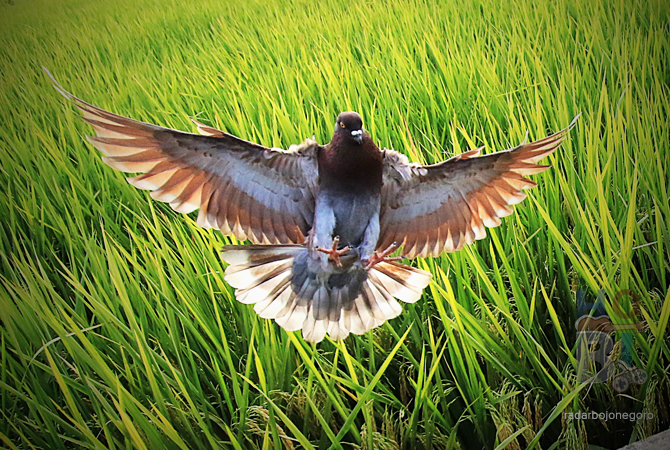 JINAK: Merpati yang dilatih agar cepat keket. (ANJAR DWI PRADIPTA/RDR.LMG)