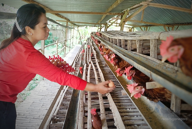 PETERNAKAN: Kandang ayam petelur di Kecamatan Kanor kemarin. Saat ini harga ayam telur menembus Rp 30.000. (M. NURCHOLIS/RDR.BJN)