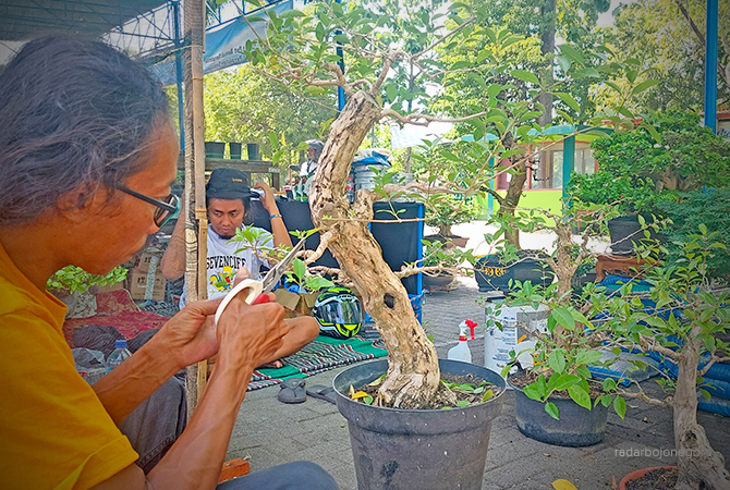 ADA SENINYA: Salah satu pengunjung melihat struktur tanaman bonsai di halaman Gor Mustika. (Lukman Hakim/RDR.BLORA)