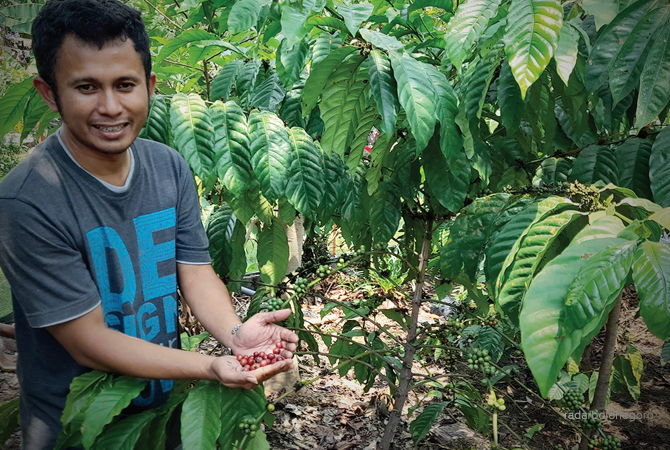 PERKEBUNAN: Kebun kopi di Desa Tlogohaji sudah panen. (BHAGAS DANI PURWOKO/RDR.BJN)