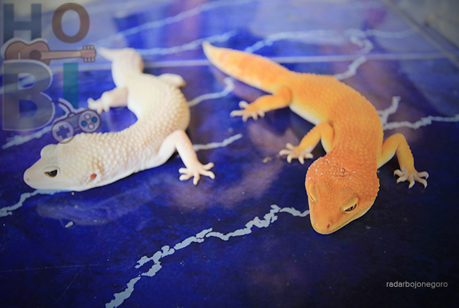 WARNA KULIT INDAH: Kini sudah banyak yang membudidayakan gecko sebagai hewan piaraan. (ANJAR DWI PRADIPTA/RDR.LMG)