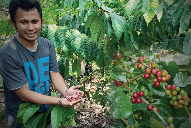 BERMULA RISET: Budi menunjukkan panen kopi di kebunnya Desa Tlogohaji, Sumberrejo. Meski bukan dataran tinggi, ternyata kopi bias ditanam di Bojonegoro. (Bhagas Dani Purwoko/RDR.BJN)
