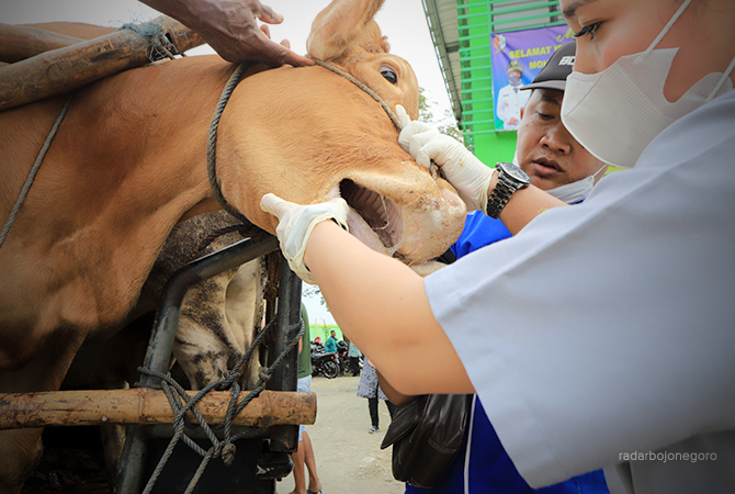 CEGAH PMK: Petugas disnakkan saat mengecek sapi di Pasar Hewan. Ada 52.050 vaksin baru tiba dan ditarget tuntas sebulan. (Dokumentasi RDR.BJN)