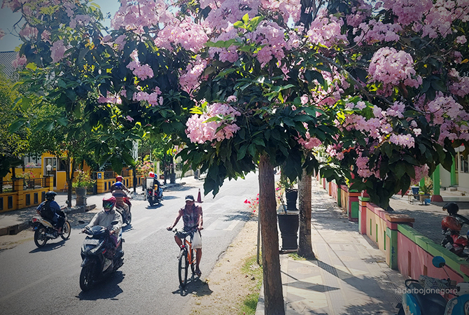 BERBUNGA: Pengendara sedang melintas di Jalan GOR dengan trotoar penuh pohon tabebuya yang bermekaran. (Lukman Hakim/RDR.Blora)