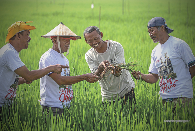 BERTANAM RAMAH LINGKUNGAN: Petani di Desa Sudu, Kecamatan Gayam, Bojonegoro, mengecek hasil padi. Petani memakai pupuk organik. Hasil produksi padi meningkat. (Istimewa For RDR.BJN)