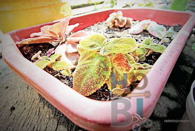 (ANJAR DWI PRADIPTA/RDR.LMG)