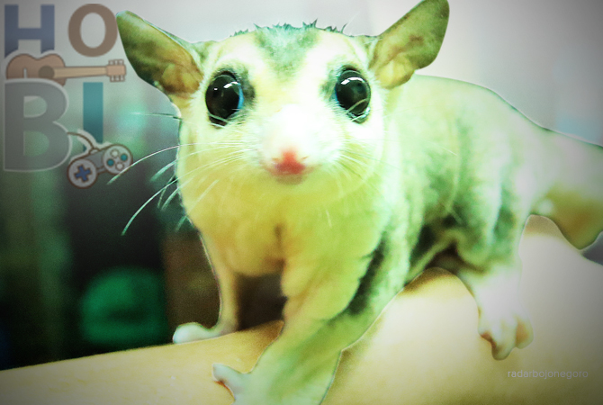 MENGGEMASKAN: Sugar glider menyerupai tupai, tapi memiliki warna yang lebih bervariasi. (ANJAR DWI PRADIPTA/RDR.LMG)