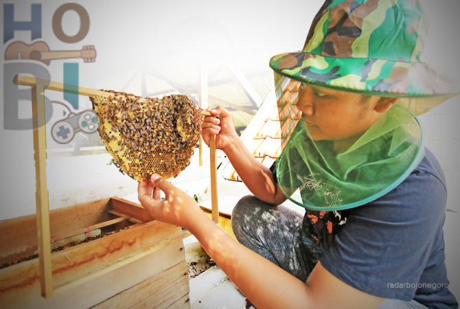 PRODUKTIF: Afif Mubarok menunjukkan kotak berisi sarang lebah apis cerana di rumahnya. (ANJAR DWI PRADIPTA/RDR.LMG)