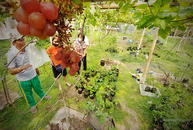 BERKEBUN: Anggur merah menggelantung, pengunjung penasaran dengan system pembibitan. (Lukman Hakim/RDR.BLORA)