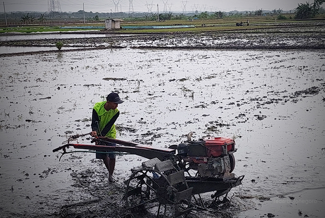 SOLAR TERBATAS: Petani di Desa Sumber, Kecamatan Kradenan, membajak sawah dengan traktor.  (Lukman Hakim/RDR.BLORA)