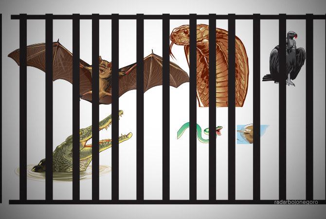 ILustrasi (Ainur Ochiem/RDR.BJN)