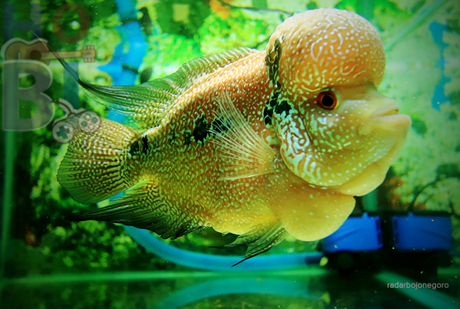 MASIH JADI PRIMADONA: Louhan jenis kamfa memiliki corak warna dan benjolan kepala yang unik. (ANJAR DWI PRADIPTA/RDR.LMG)