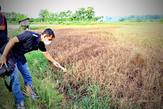MENCEMARI LAHAN PERTANIAN: Tim Inafis Polres Lamongan saat mengambil sampel limbah PT Brondong Inti Perkasa (BIP) yang mencemari lahan pertanian. (Istimewa For RDR.LMG)