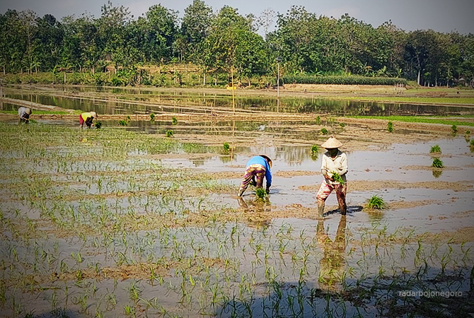 MUSIM TANAM: Petani saat menanam padi. Dinas pertanian setempat membantah temuan komisi B DPRD memastikan RDKK bermasalah. (Lukman Hakim/RDR.BLORA)
