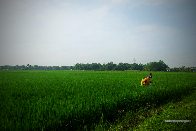 PANGAN: Petani bertanam padi. Dinas terkait klaim produksi padi meningkat, hanya kerap dijual ke luar daerah. (Lukman Hakim/RDR.BLORA)