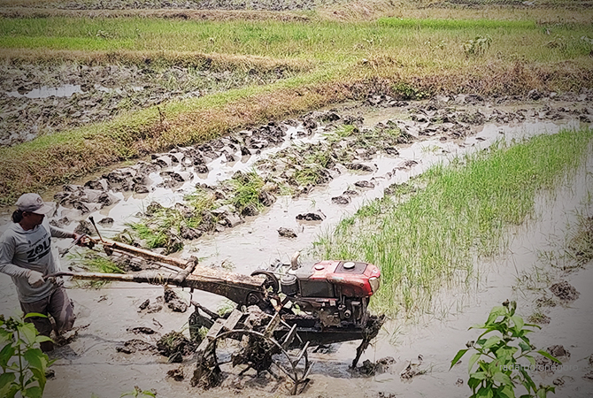 KELUHKAN PUPUK: Petani membajak sawah menggunakan traktor di Kecamatan Cepu. (Lukman Hakim/RDR.BLORA)