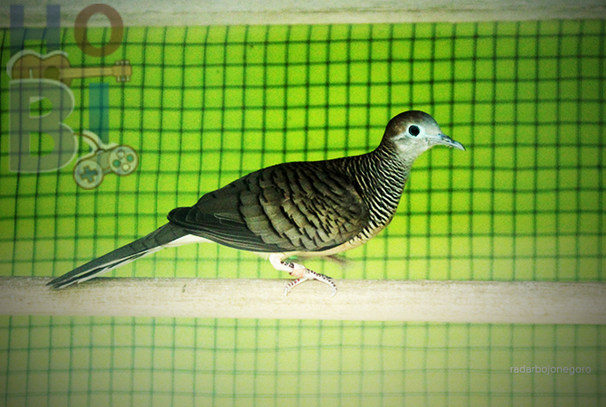 PROSPEKTIF: Budidaya burung perkutut Bangkok cukup menguntungkan, karena memiliki banyak peminat dan harganya cukup tinggi. (ANJAR DWI PRADIPTA/RDR.LMG)