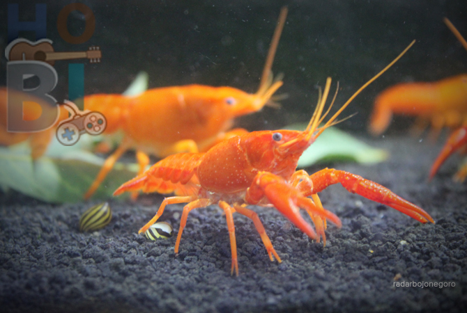 WARNA MENARIK: Lobster hias air tawar memiliki warna yang cantik dan bervariasi.  (ANJAR DWI PRADIPTA/RDR.LMG)