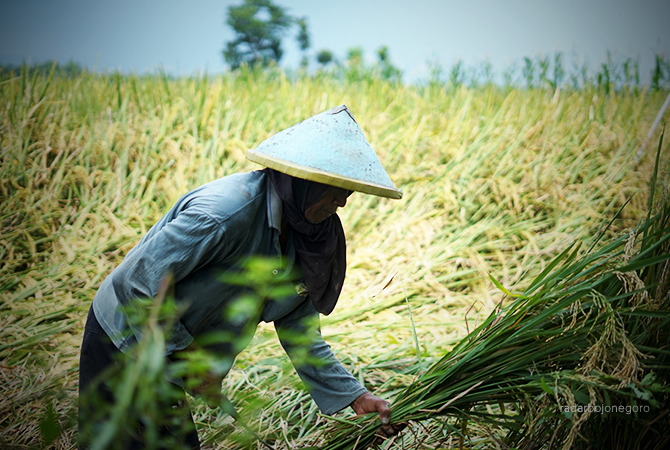 PANGAN: Seorang petani memanen padi di areal sawahnya turut Kecamatan Trucuk, akhir November lalu. Stok beras aman hingga Maret 2023. (ALLIF ABDILLLAH FAJAR MG-2/RDR.BJN)