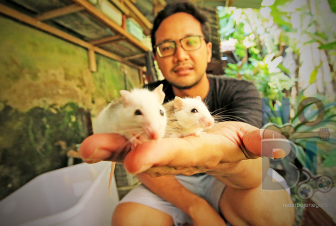 PROSPEKTIF: Tikus, mencit, dan rat impor yang dikembangbiakkan oleh Alfian Maizer Muflih di rumahnya. (ANJAR DWI PRADIPTA/RDR.LMG)