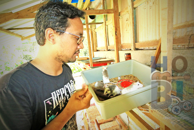 JADI PAKAN REPTILE: Tikus, mencit, dan rat impor pangsa pasarnya para reptiler yang digunakan pakan hewan peliharaannya. (ANJAR DWI PRADIPTA/RDR.LMG)