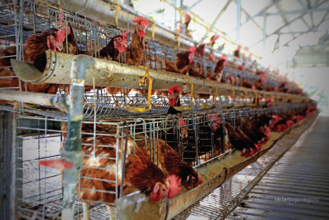 AYAM PETELOR: Ayam petelor di kandang milik BUMDes ini mulai produktif, sekitar tiga badan usaha milik desa yang bergerak budidaya ayam petelur. (M. Nurcholis/RDR.BJN)