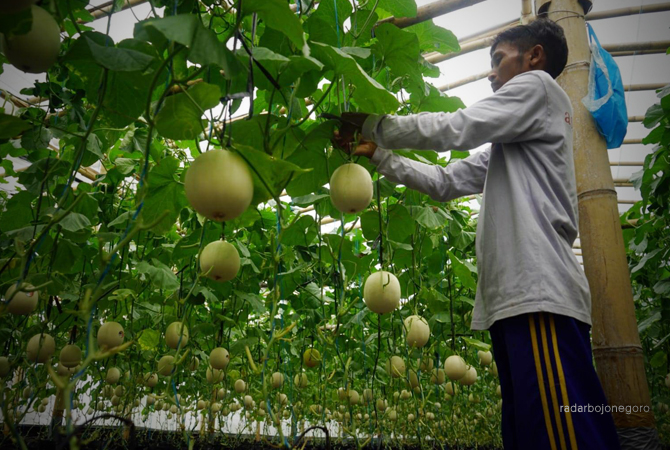 MENGGODA: Buah melon tampak menggelantung di ranting-ranting dan daun pohon. Pengunjung bisa petik buah sendiri di kebun berada di Desa Sambongrejo. (Lukman Hakim/RDR.BLORA)