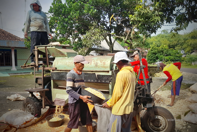 GILING JAGUNG: Warga Desa Sumberarum menggiling jagung di halaman rumah. Musim panen tahun ini harganya anjlok. (DEWI SAFITRI/RDR.BJN)
