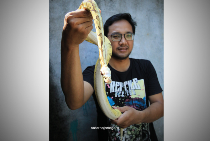 JINAK: Alfian Maizer menunjukkan ball python yang dipelihara di belakang rumahnya di Kecamatan Karanggeneng. (ANJAR DWI PRADIPTA /RDR.LMG)