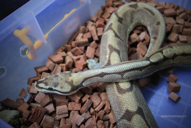 PERAWATAN TIDAK SULIT: Alas dari produk bahan olahan serabut kelapa yang digunakan Alfian untuk ular ball python peliharaannya. (ANJAR DWI PRADIPTA/RDR.LMG)