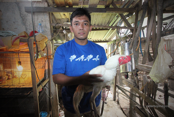 BERBULU PUTIH MULUS: Rizki Adi Saputro menunjukkan ayam putih hasil budidaya di rumahnya. (ANJAR DWI PRADIPTA/RDR.LMG)