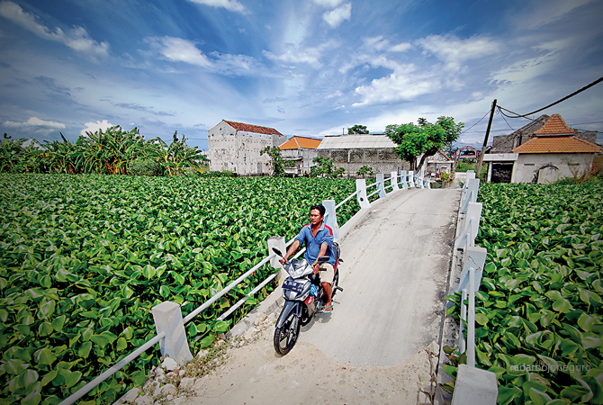 TUMBUH SUBUR Eceng gondok yang menghijau di salah satu kali di wilayah Kabupaten Lamongan. (ANJAR DWI PRADIPTA/RDR.LMG)