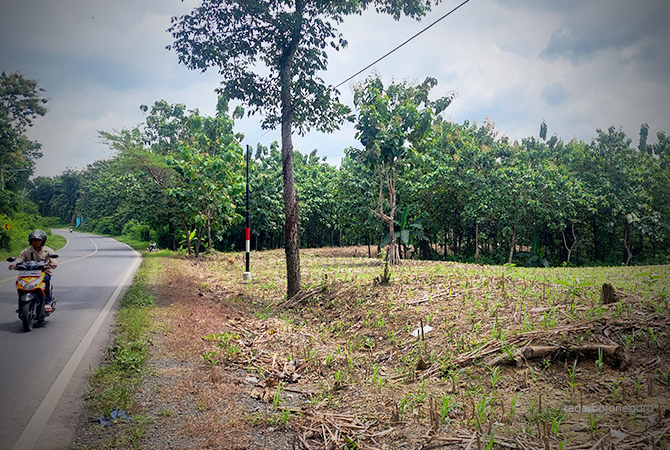 BERKURANG: Lahan Perhutani di Blora berkurang karena ada kebijakan dari kementerian lingkungan hidup dan kehutanan (KLHK). (LUKMAN HAKIM/RDR.BLORA)