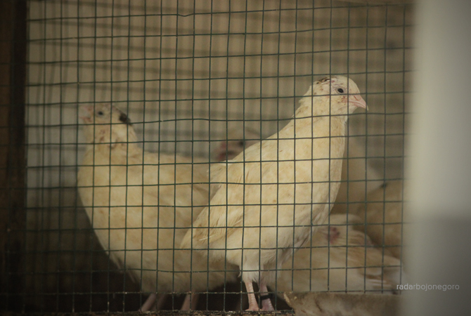 KELAINAN GENETIK: Burung puyuh albino memiliki prospek yang cukup bagus untuk dibudidayakan.  (ANJAR DWI PRADIPTA/RDR.LMG)