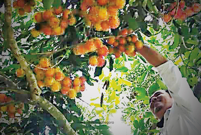 JENIS BINJAI: Rambutan di Desa Beji ini tumbuh di pekarangan rumah-rumah warga. (DOK/RDR.BJN)