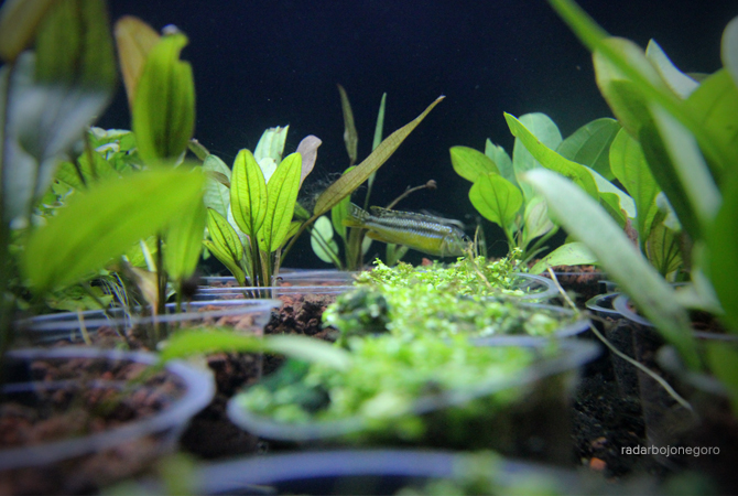 MENYEGARKAN MATA: Beragam tanaman hias air yang dibudidayakan oleh Fajar Yuliantoro di rumahnya. (ANJAR DWI PRADIPTA/RDR.LMG)