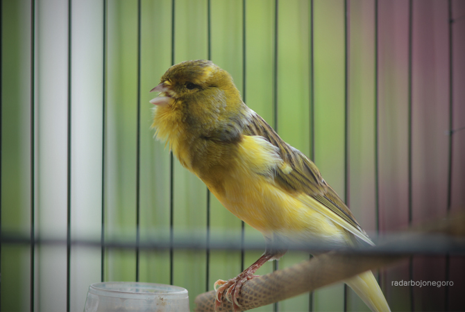 MUNGIL: Memiliki kicau yang merdu, membuat burung kenari memiliki banyak penggemar. (ANJAR DWI PRADIPTA/RDR.LMG)