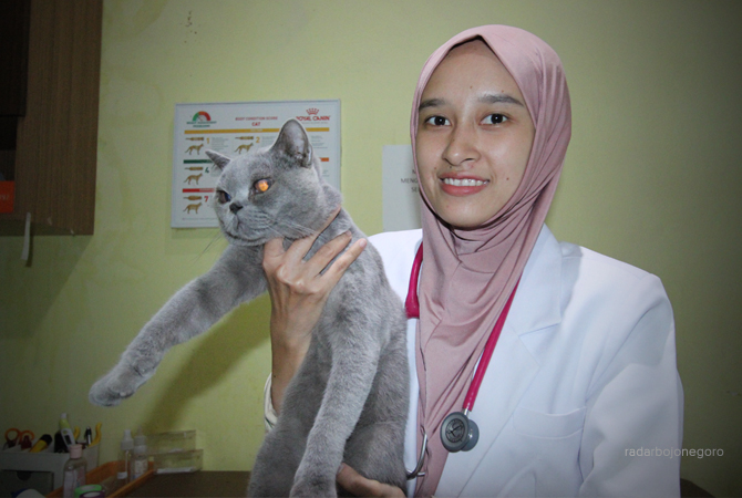 RENTAN TERSERANG PENYAKIT: Salah satu dokter hewan di Lamongan, Drh. Hafidah Wardati saat memeriksa salah satu kucing.  (ANJAR DWI PRADIPTA/RDR.LMG)