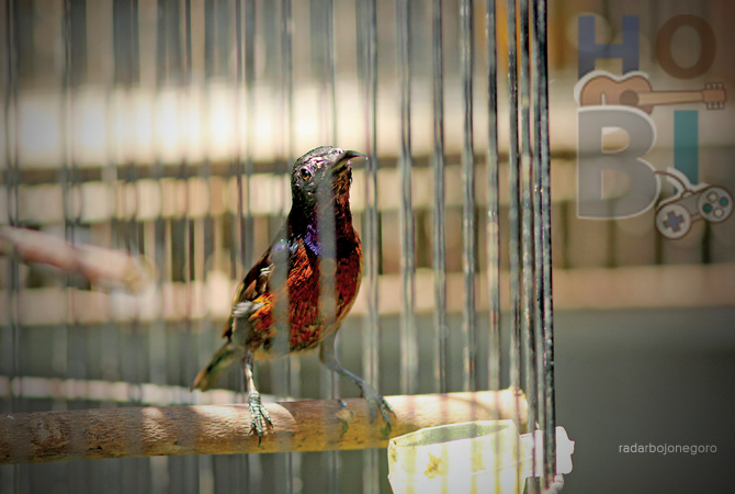 DAYA TARIK: Burung kolibri ninja memiliki banyak keunikan dari warna bulu hingga kicauan. (ANJAR DWI PRADIPTA/RDR.LMG)