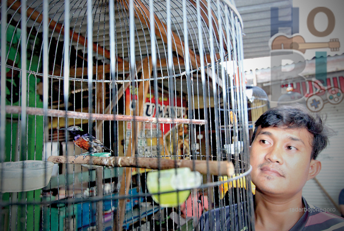 TELATEN: Perawatan burung kolibri ninja harus memperhatikan pakan nektar hingga kandang yang bersih.  (ANJAR DWI PRADIPTA/RDR.LMG)